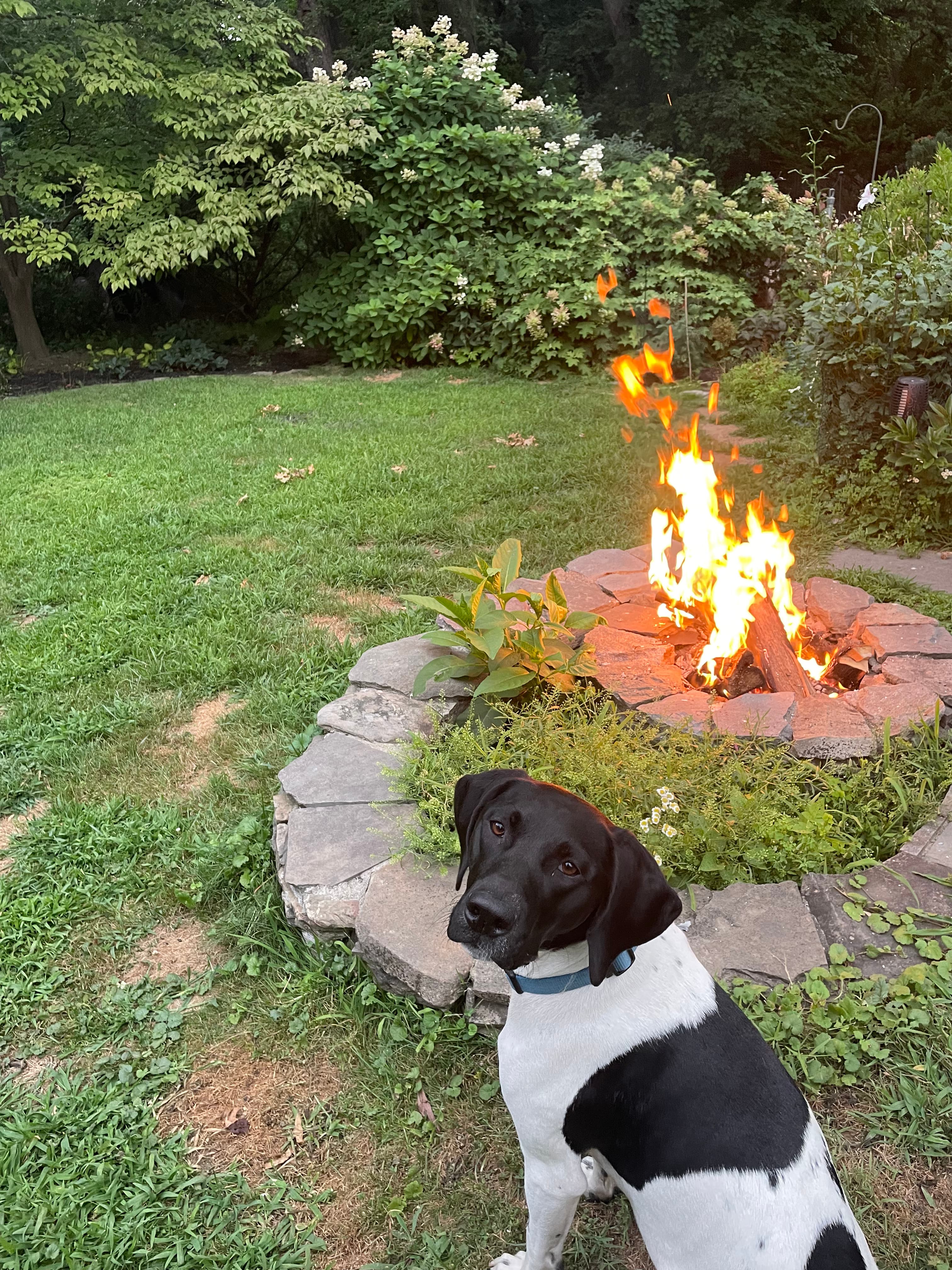 Dog sitting by a fire pit